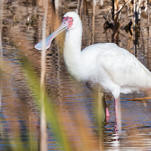 2020-02-19 72 African Spoonbill.jpg