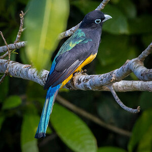 2022-01-18 59 Gartered Trogon.jpg