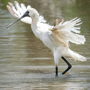 2022-12-10 23 Royal Spoonbill.jpg