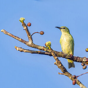 2024-03-04 03 Female Red-legged Honeycreeper.jpg