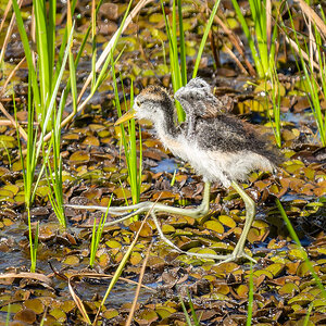 2024-03-06 06 Wattled Jacana Chick.jpg