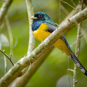 2024-03-08 43 Northern Black-throated Trogon.jpg