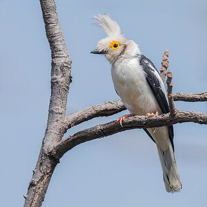 2024-12-21 075 White-crested Helmetshrikes.jpg