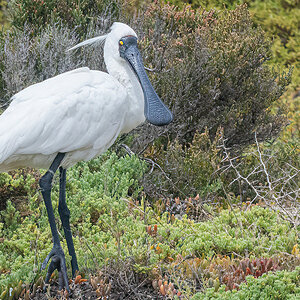 2018-01-30 28 Yellow-billed Spoonbill.jpg