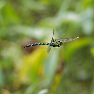 N7133722nikon.jpg