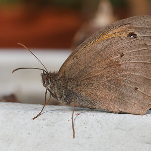 P7126500nikon.jpg