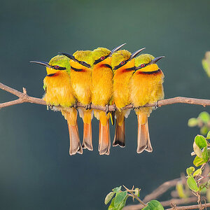 2024-12-21 031 Little Bee-eaters.jpg