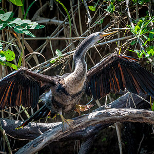 2013-03-25 54 Anhinga.jpg
