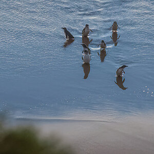 2018-02-03 21 Australian Little Penguins.jpg