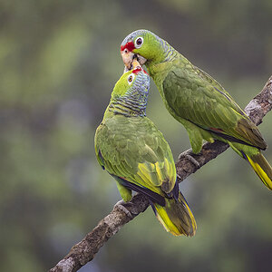 2022-01-07 03 Red-lored Parrots.jpg