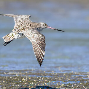 2023-01-28 74 Bar-tailed Godwit in Flight.jpg