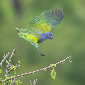 2024-01-19 26 Blue-headed Parrot in Flight.jpg