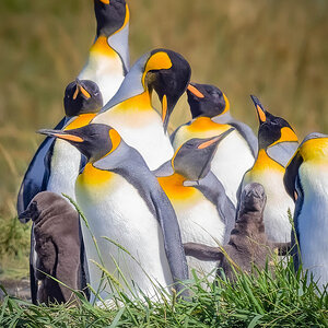 2024-02-23 03 King Penguins with Chicks.jpg