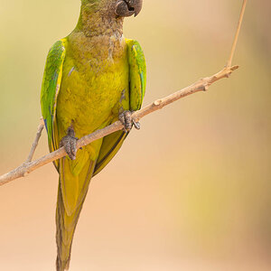 2024-09-13 079 Peach-fronted Parakeet.jpg