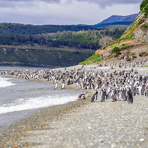2024-02-20 24 Magellanic Penguins.jpg