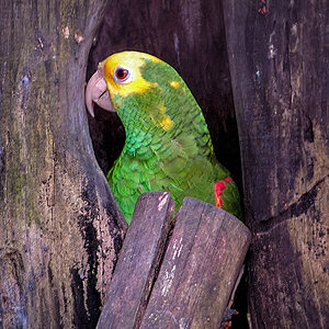 2005-02-16 08 Yellow-headed Amazon.jpg
