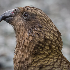 2018-12-30 43 Kea.jpg