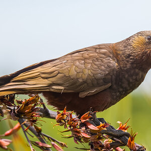 2019-01-16 36 Kaka.jpg