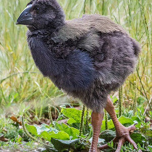 2019-01-18 21 Takahe.jpg