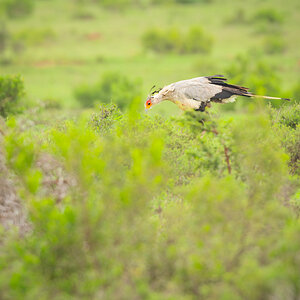 2020-01-26 10 Secretary Bird.jpg