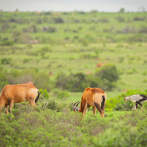 2020-01-26 11 Bushbucks and Secretary Bird.jpg