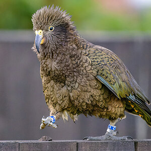 2023-01-28 07 Kea.jpg