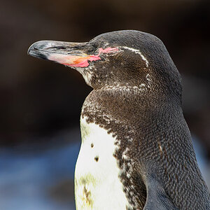 2024-01-27 16 Galapagos Penguin.jpg