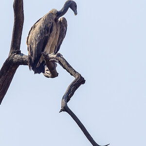 2025-04-14 046 Indian Vulture.jpg