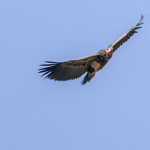 2025-04-14 055 Lappet-faced Vulture.jpg