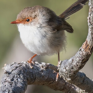 2018-01-14 12 Superb Fairywren.jpg