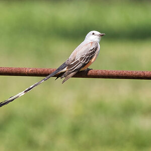 2021-04-01 06 Scissor-tailed Flycatcher.jpg