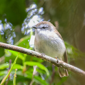 2022-12-18 12 Brown Gerygone.jpg