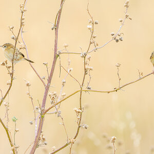 2023-01-12 51 Golden-headed Cisticola.jpg