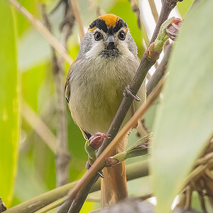 2025-04-08 059 Black-throated Parrotbill.jpg