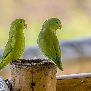 2024-01-07 28 Spectacled Parrotlets.jpg