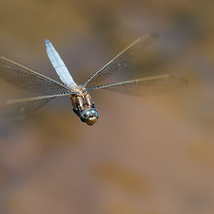 N7174330nikon.jpg