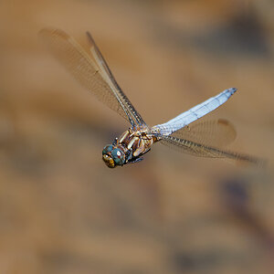 N7174327nikon.jpg