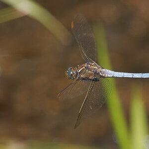 N7174143nikon.jpg