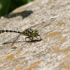 N7174078nikon.jpg
