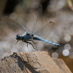 N7174056nikon.jpg