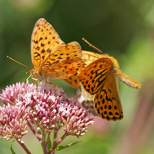 N7174312nikon.jpg