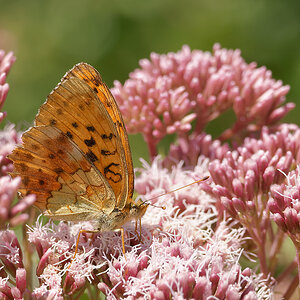 N7174284nikon.jpg