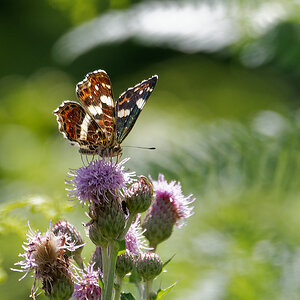 N7173779nikon.jpg