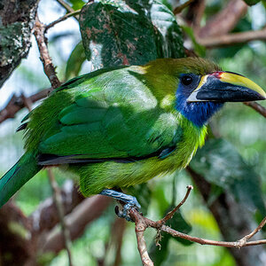 2011-06-24 03 Emerald Toucanet.jpg