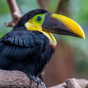 2011-06-24 04 Yellow-throated Toucan.jpg