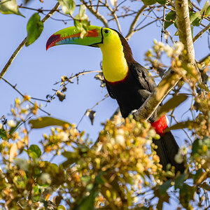 2024-03-05 03 Keel-billed Toucan.jpg