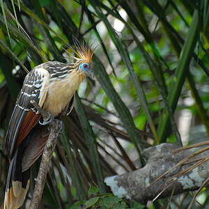 2008-08-30 12 Hoatzin.JPG