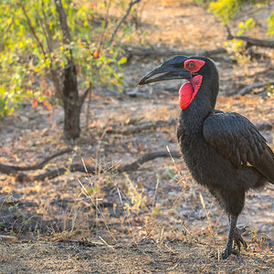 2016-06-07 11 Southern Ground Hornbill.jpg