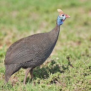 2020-01-27 59 Helmeted Guinea Fowl.jpg