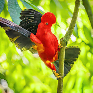 2024-01-16 17 Andean Cock-of-the-rock.jpg